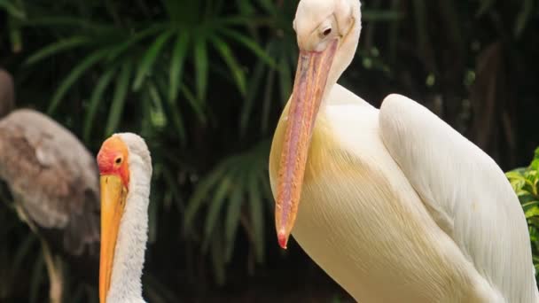 Pelican cleans feathers — Stock Video