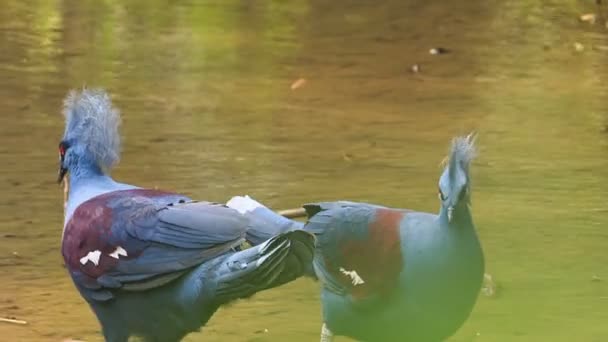 两只蓝色的鸽子 — 图库视频影像