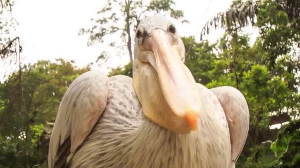 Grote witte pelikaan — Stockvideo
