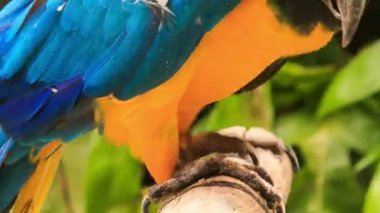 Güzel genç papağan