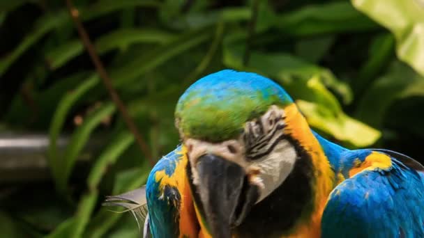 Beautiful young parrot — Stock Video