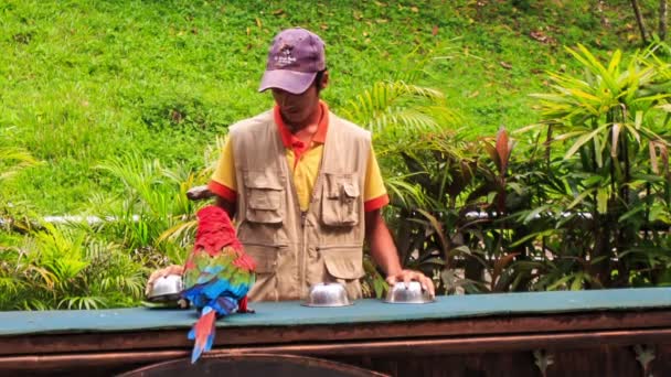 Чоловік показує трюки з папугою — стокове відео