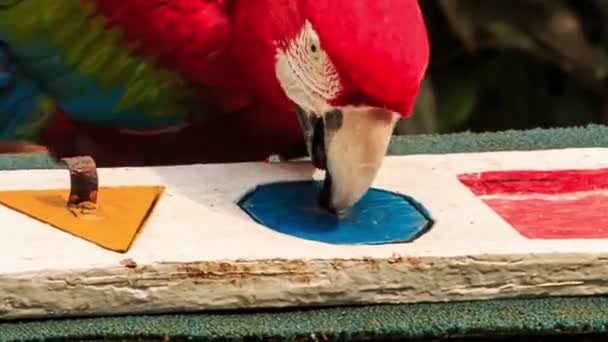 Parrot finds colorful figures — Stock Video