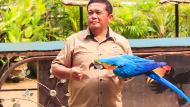 Hombre sostiene loro guacamayo — Vídeo de stock