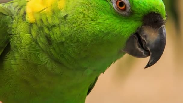 Beautiful young parrot — Stock Video
