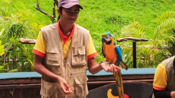 Papuga Ara Blue-gold — Wideo stockowe