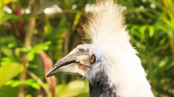 Großer Vogelkopf — Stockvideo