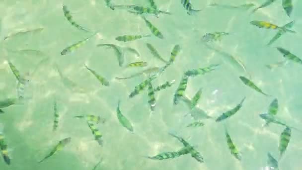 Стая полосатых рыб — стоковое видео