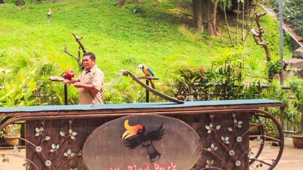 Человек показывает трюки с попугаями — стоковое видео