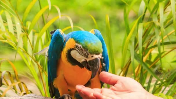 Beautiful young parrot — Stock Video