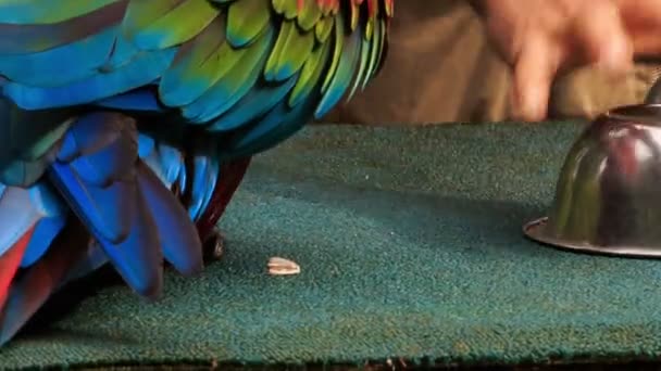 Macaw parrot finds ball — Stock Video