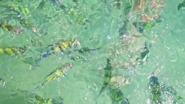 Manada de peces rayados — Vídeo de stock