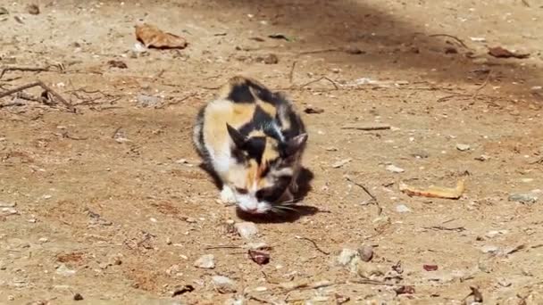 Nice Spotty Cat Senta-se no chão cheira a lambe vai embora — Vídeo de Stock