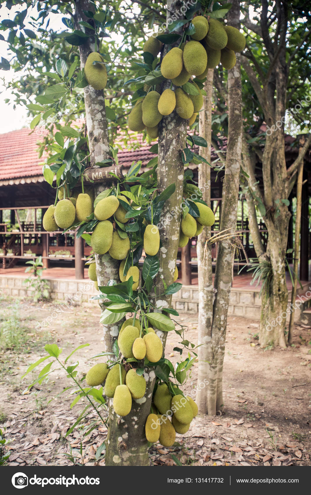 Giant Jackfruit Tree