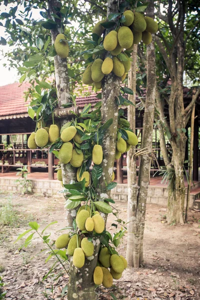 Jackfruit strom s zelené plody proti venkovský dům — Stock fotografie