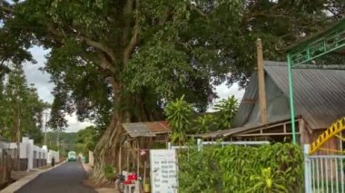 köy eski Ağaç kökleri ile sokak