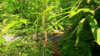 Kamera gölgeli nehir banka hareket eder. 