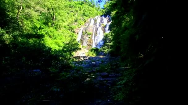 Cascata da cachoeira entre plantas — Vídeo de Stock