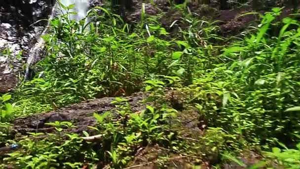 Rzeka Góry Wodospad wśród skał przez rośliny — Wideo stockowe