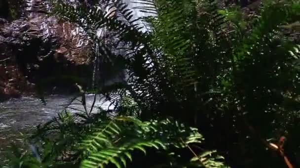 Cachoeira de Mountain River entre encostas verdes através de plantas — Vídeo de Stock