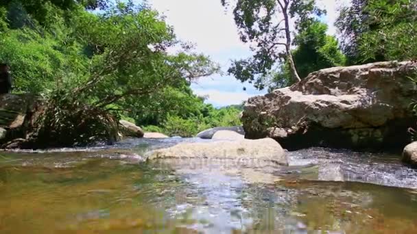 Río de montaña y bancos forestales — Vídeos de Stock