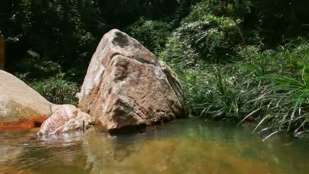 Rio de montanha com banco florestal — Vídeo de Stock