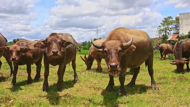 公牛队蜂拥而在绿色的草地上吃草 — 图库视频影像