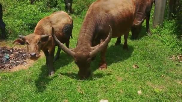 Bulls Flock Grazes on Green Grass — Stock Video