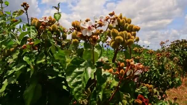 Rambutan-Blüten auf großem Strauch — Stockvideo