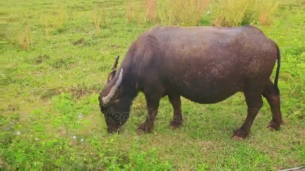 Bull i łydki pasą się na zielonej trawie — Wideo stockowe