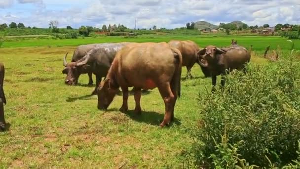 牛群れは緑の草の牧草を食べる — ストック動画