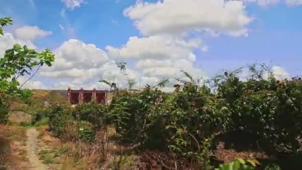 Movimento ao longo do caminho passado Plantas para represa — Vídeo de Stock