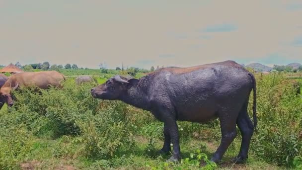 Toros acuden a las manadas de hierba verde — Vídeo de stock