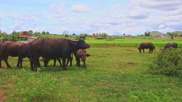 Bullen-Herde weidet auf grünem Gras — Stockvideo