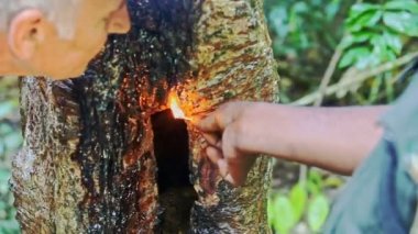 nasıl tropik ağaç yanan gösterilen Kılavuzu