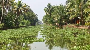 Sakin nehir tropikal su bitkileri ile