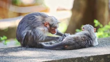 taş üzerinde oturan iki maymun