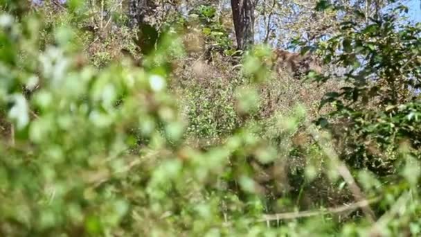 Stor elefant gömd bakom träden — Stockvideo