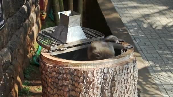 Monkey looking for food in garbage — Stock Video