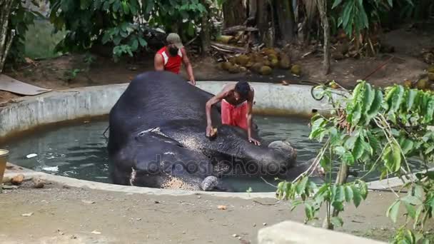 Indian men washing large elephant — Stock Video
