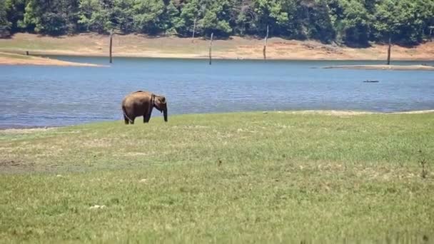 Grand pâturage d'éléphants sur prairie d'herbe — Video