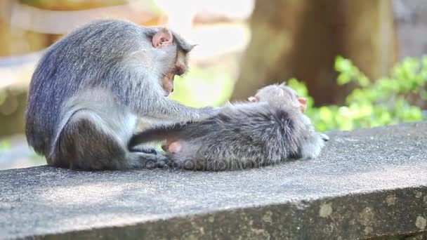 Dwie małpy siedzą na kamieniu — Wideo stockowe