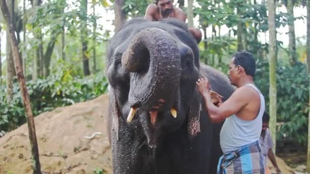 Indiase mannen wassen grote olifant — Stockvideo