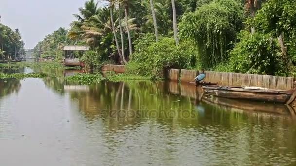 Rivière avec des plantes aquatiques par village — Video