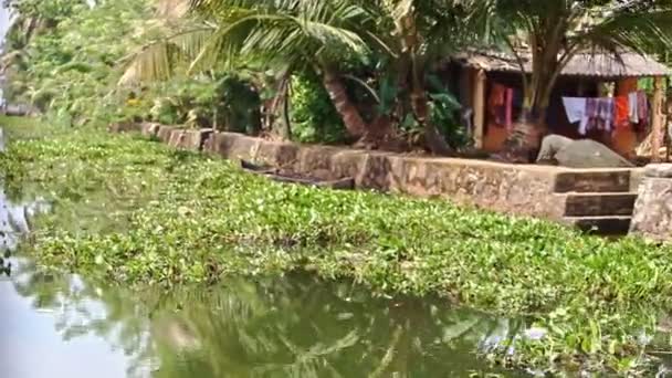 Річка з водними рослинами за селом — стокове відео