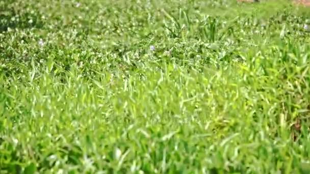 Plantas aquáticas tropicais verdes — Vídeo de Stock