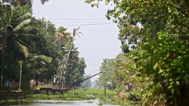 Rauhallinen joki trooppisten vesikasvien kanssa — kuvapankkivideo