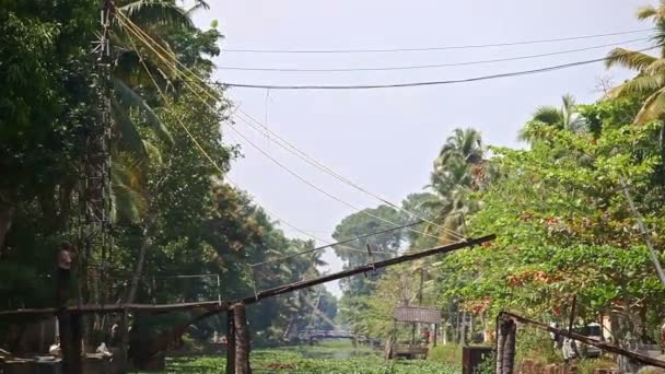 Río tranquilo con plantas de agua tropical — Vídeo de stock