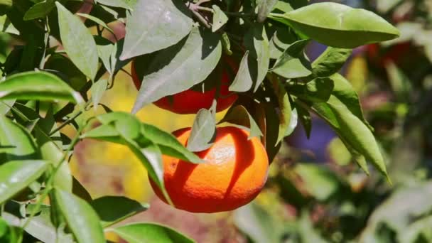 Large single mandarin fruit — Stock Video