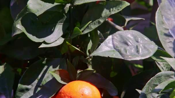 Large single mandarin fruit — Stock Video